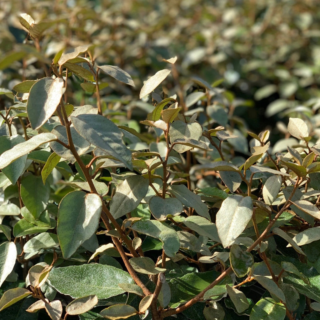 ELEAGNUS EBBINGEI COMPACTA PALLA 60