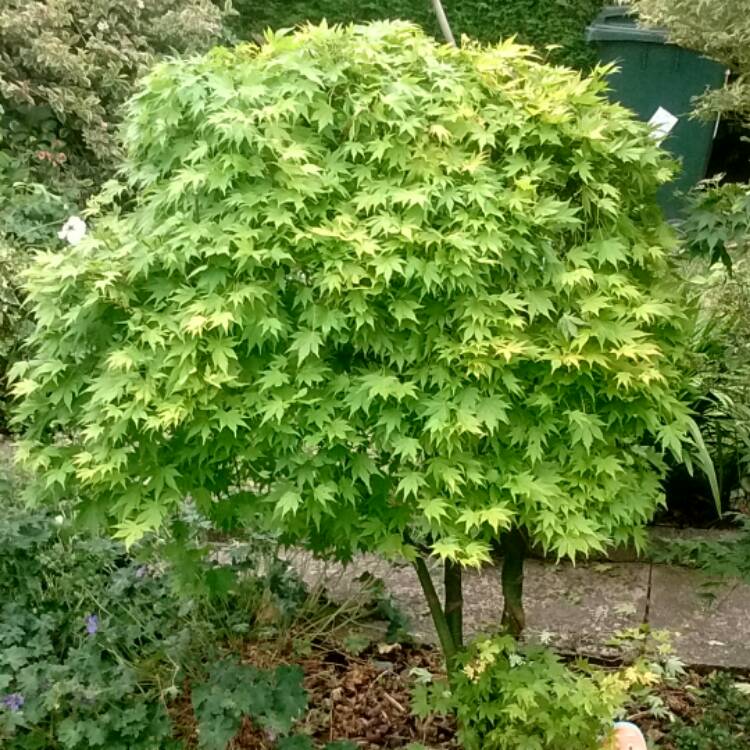 Pianta di ACERO 'Acer Winter Jewels' Going Green Wood Foto Reali H 100 cm