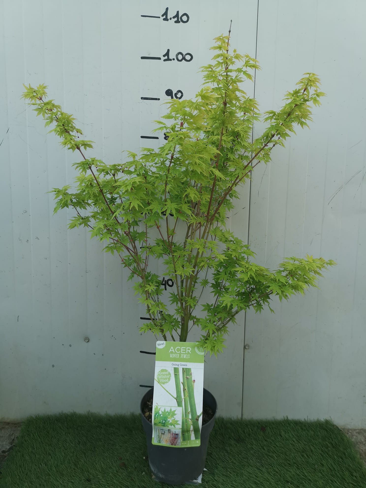 Pianta di ACERO 'Acer Winter Jewels' Going Green Wood Foto Reali H 100 cm