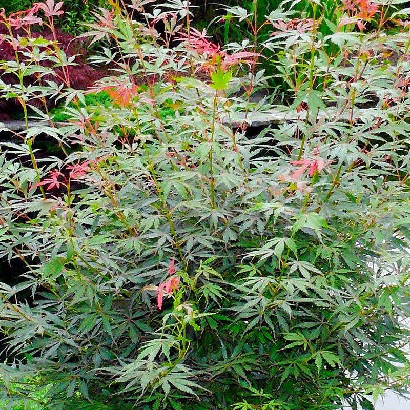 Pianta di ACERO 'Japanese Jewels' Jerre Schwartz Foto Reali H 100cm