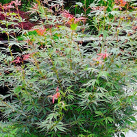 Pianta di ACERO 'Japanese Jewels' Jerre Schwartz Foto Reali H 100cm