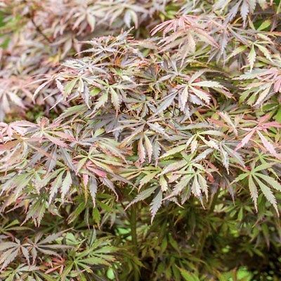 Pianta di ACERO 'Japanese Jewels' Jerre Schwartz Foto Reali H 100cm