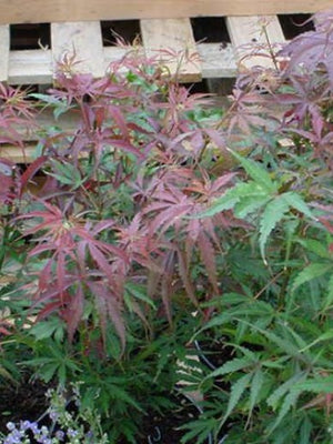 Pianta di ACERO 'Japanese Jewels' Jerre Schwartz Foto Reali H 100cm