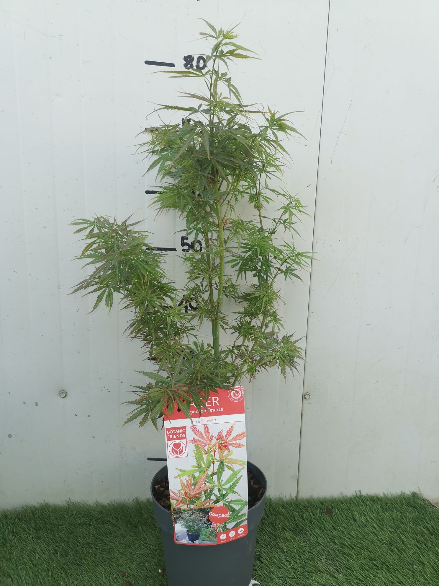 Pianta di ACERO 'Japanese Jewels' Jerre Schwartz Foto Reali H 100cm