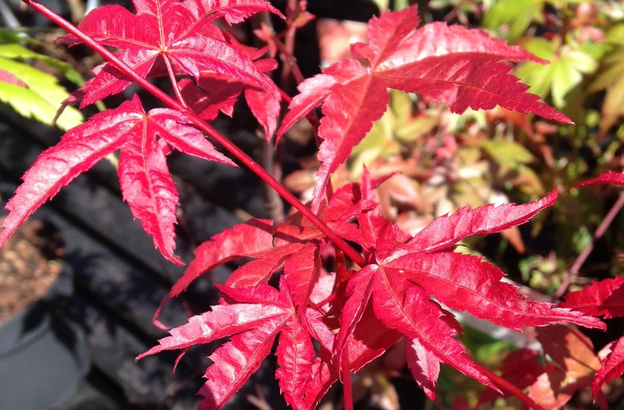 Pianta di ACERO 'Japanese Jewels' BENI MAIKO Foto Reali H 100 cm
