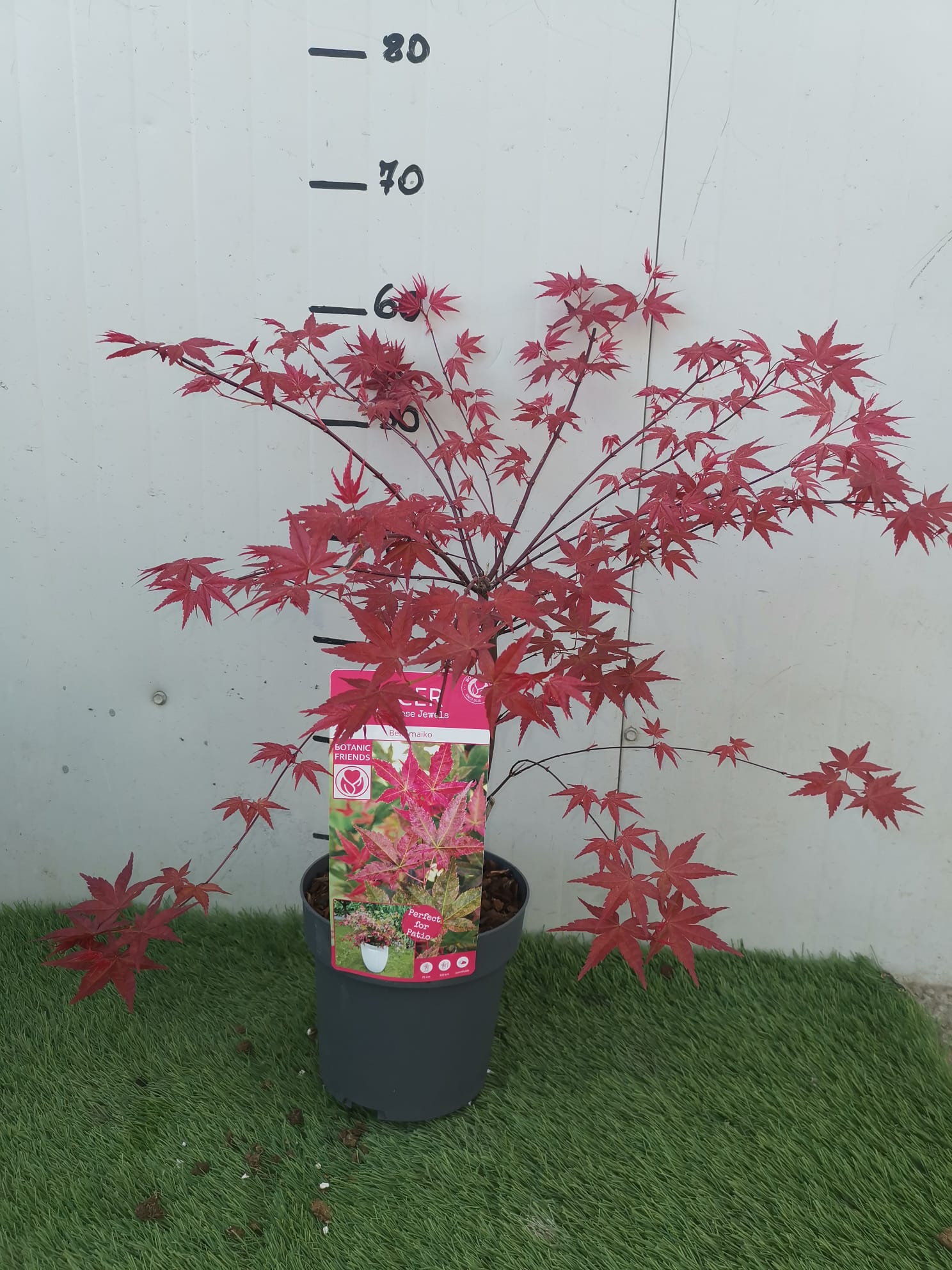 Pianta di ACERO 'Japanese Jewels' BENI MAIKO Foto Reali H 100 cm