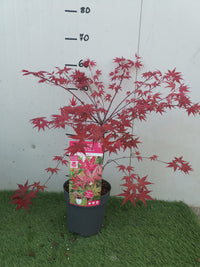 Pianta di ACERO 'Japanese Jewels' BENI MAIKO Foto Reali H 100 cm