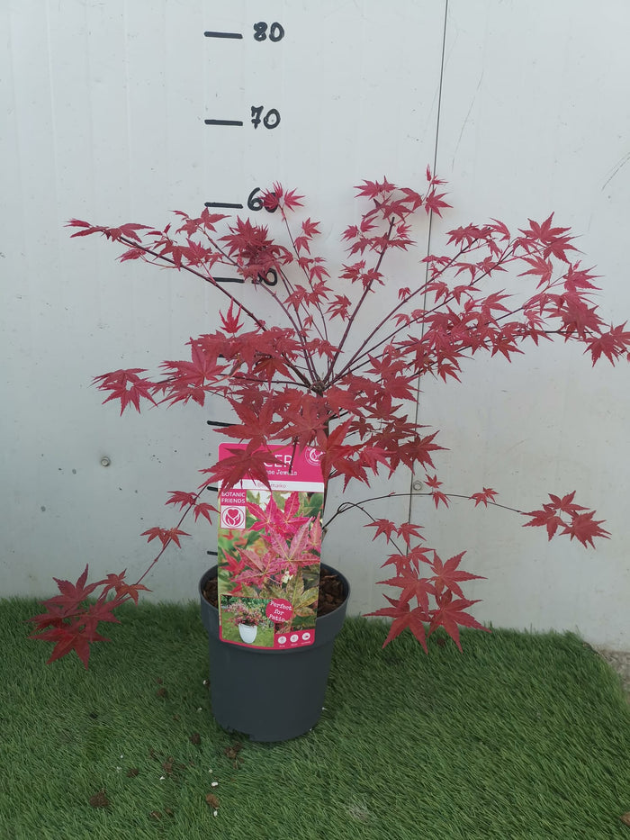 Pianta di ACERO 'Japanese Jewels' BENI MAIKO Foto Reali H 100 cm