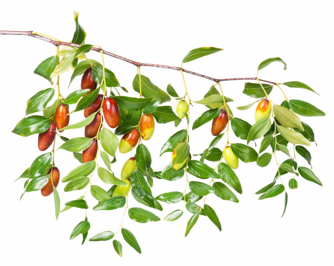 Albero Giuggiolo - Alberi da Frutto Arbusto piccolo albero Ramnacee Foto Reali