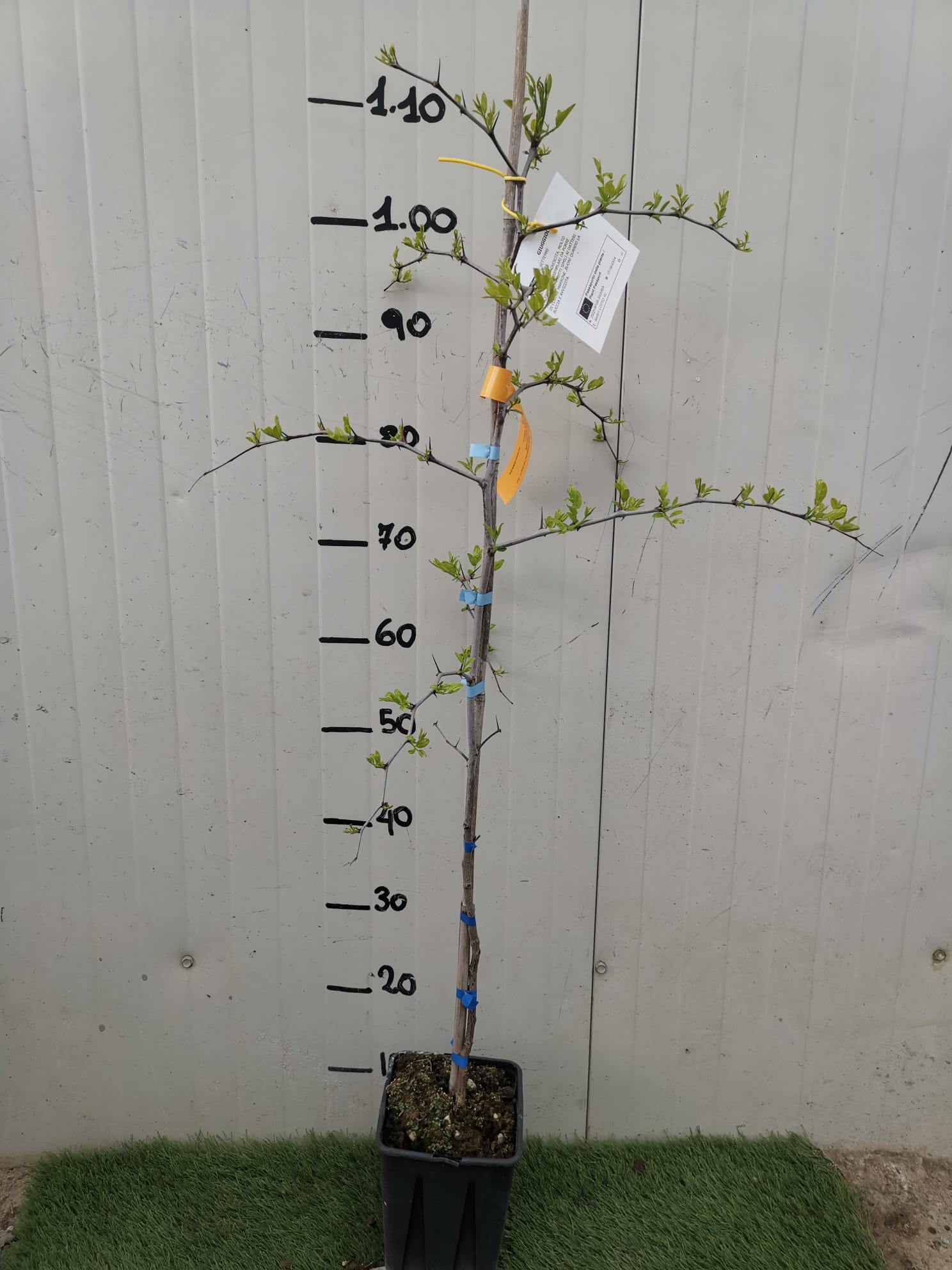 Albero Giuggiolo - Alberi da Frutto Arbusto piccolo albero Ramnacee Foto Reali