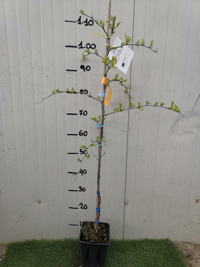 Albero Giuggiolo - Alberi da Frutto Arbusto piccolo albero Ramnacee Foto Reali