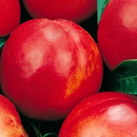 Pianta di Pesco Noce Prunus persica var. nucipersica Polpa Gialla, molto soda