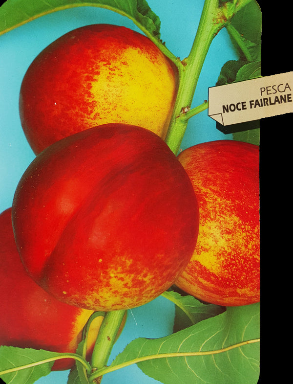 Pianta di Pesco Noce Prunus persica var. nucipersica Polpa Gialla, molto soda