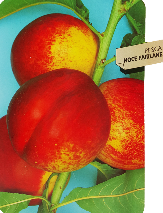Pianta di Pesco Noce Prunus persica var. nucipersica Polpa Gialla, molto soda