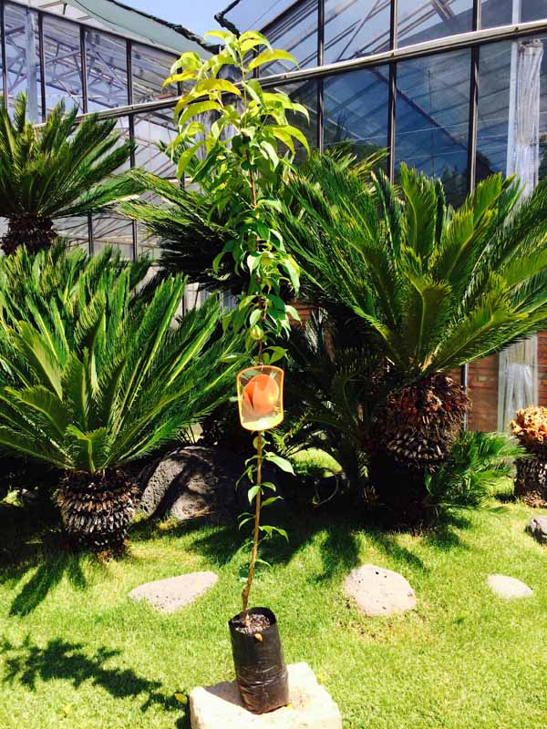 Pianta di Pesco Noce Prunus persica var. nucipersica Polpa Gialla, molto soda