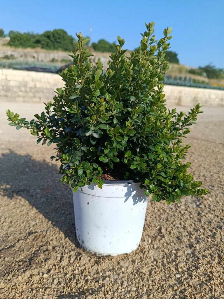 MYRSINE AFRICANA CESP.17