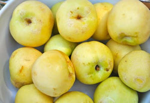 Pianta di PESCO NOCE BIANCO (SBERGIO BIANCO) polpa succosa, profumata