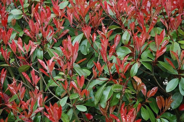 Photinia x fraseri robusta compacta vaso 18cm foto reali H 80cm