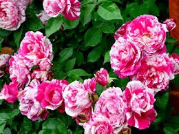 MEILLAND Rosa Ines Sastre rosa tenue rifiorente profumata elegante