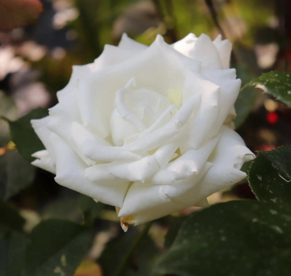 Gardenaria Rosa 'Pierre Arditi' - Rosa da giardino Altezza: 40/50 cm (vaso20)