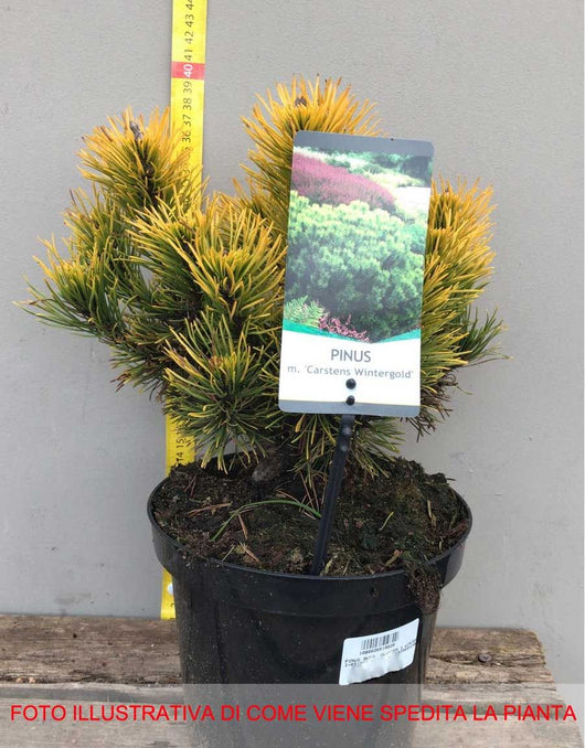 Pinus mugo Carstens Winter Gold - Pianta Alberello Mini Albero Conifera nana