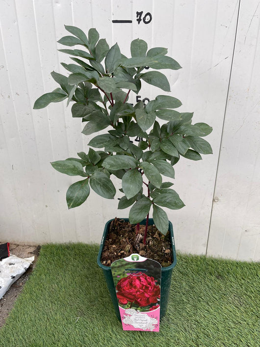 Pianta di PEONIA ‘Sarah Bernardt’ Lactiflora Fiori doppi, color rosa Foto Reali