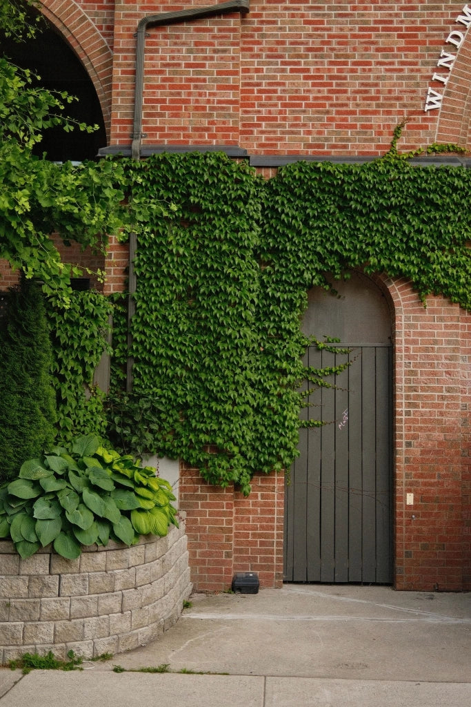 HEDERA ELEGANTISSIMA SPALLIERA H 200 CM VASO 40