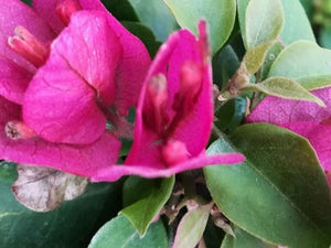 Pianta di Bougainvillea “Mini-Thai” arbusto rampicante zone tropicali Foto Reali