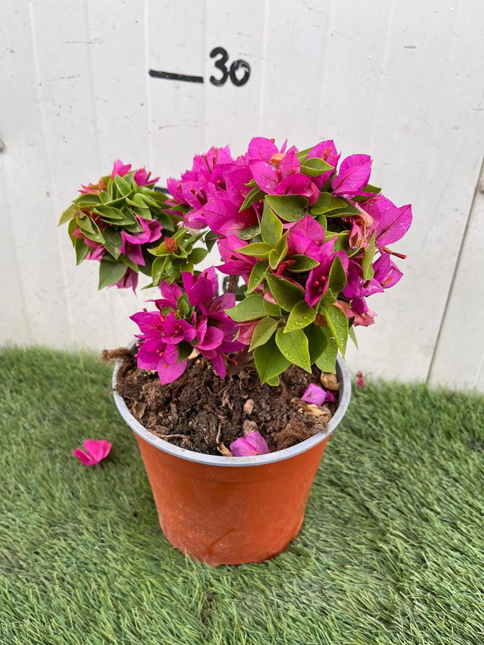 Pianta di Bougainvillea “Mini-Thai” arbusto rampicante zone tropicali Foto Reali