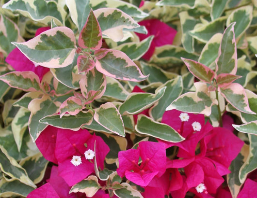 Pianta di Bougainvillea “RASPBERRY”  Bougainvillea Variegata Foto Reali