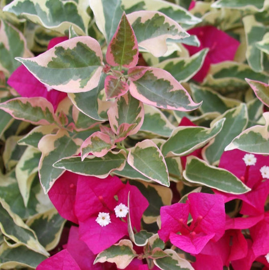 Pianta di Bougainvillea “RASPBERRY”  Bougainvillea Variegata Foto Reali