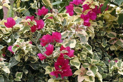 Pianta di Bougainvillea “RASPBERRY”  Bougainvillea Variegata Foto Reali