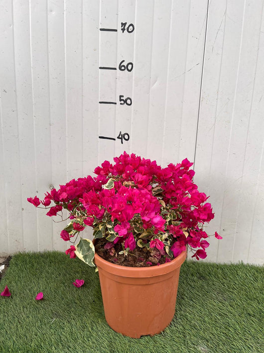 Pianta di Bougainvillea “RASPBERRY”  Bougainvillea Variegata Foto Reali