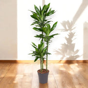 Gardenaria Dracaena fragrans 'Janet Lind' - Pianta da interno ornamentale Altezza: 170 cm (vaso 24)
