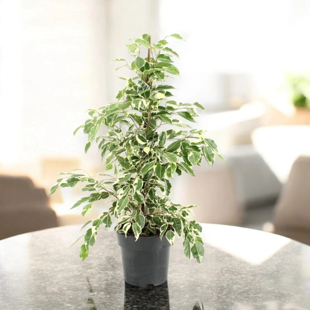 Gardenaria Ficus benjamina 'Twilight' - Pianta da interno ornamentale Altezza: 140 cm (vaso 27)