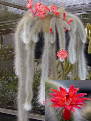 Pianta Cactus Coda di Scimmia 'Hildewintera Colademononis' Bolivia Foto Reali