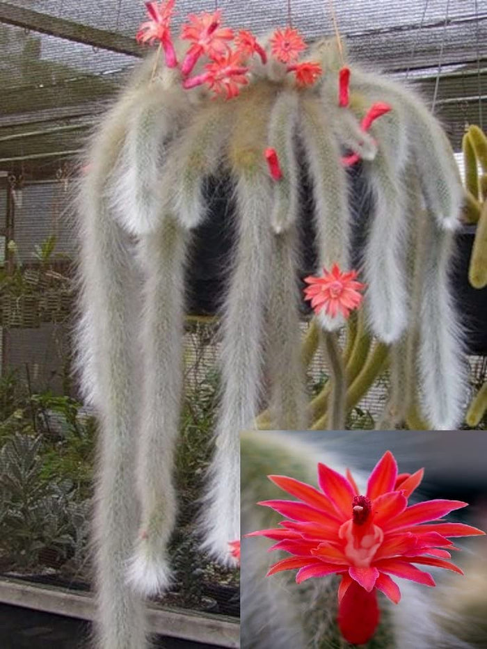 Pianta Cactus Coda di Scimmia 'Hildewintera Colademononis' Bolivia Foto Reali