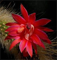 Pianta Cactus Coda di Scimmia 'Hildewintera Colademononis' Bolivia Foto Reali