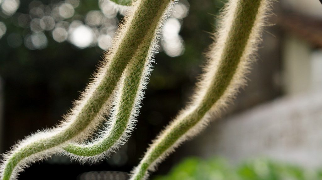 Pianta Cactus Coda di Scimmia 'Hildewintera Colademononis' Bolivia Foto Reali