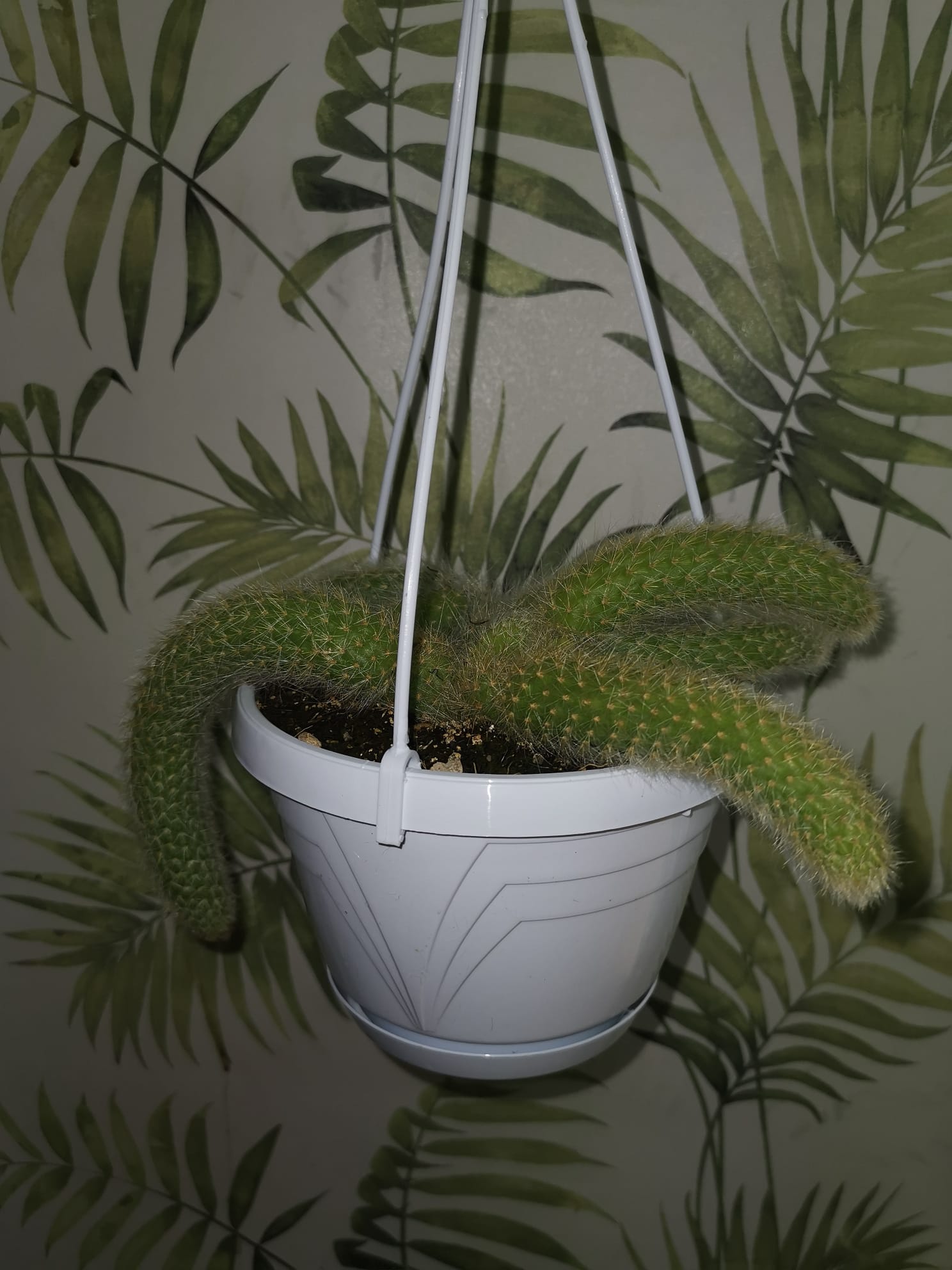 Pianta Cactus Coda di Scimmia 'Hildewintera Colademononis' Bolivia Foto Reali