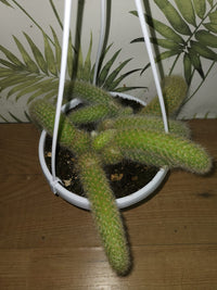 Pianta Cactus Coda di Scimmia 'Hildewintera Colademononis' Bolivia Foto Reali