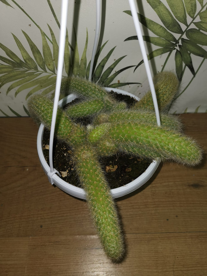 Pianta Cactus Coda di Scimmia 'Hildewintera Colademononis' Bolivia Foto Reali