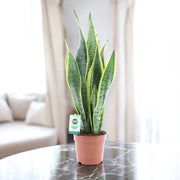 Gardenaria Sansevieria trifasciata 'Laurentii' - Pianta da interno ornamentale Altezza: 95 cm (vaso 20)