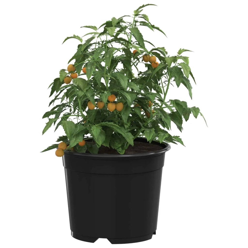 Vaso Rotondo per Fiori 100 pcs Nero Ø 10 x 8 cm Plastica 42029491