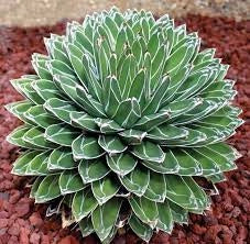 Agave regina vittoria (agave victoriae reginae) vaso 10,5cm foto reali
