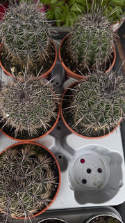Cactus Saguaro (Carnegiea gigantea) in vaso 13 cm
