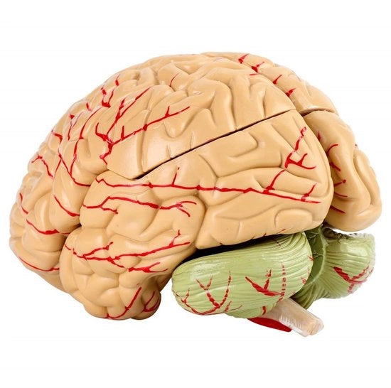 Modello Anatomico del Cervello - 8 Parti - Materiale PVC - Peso circa 1281g