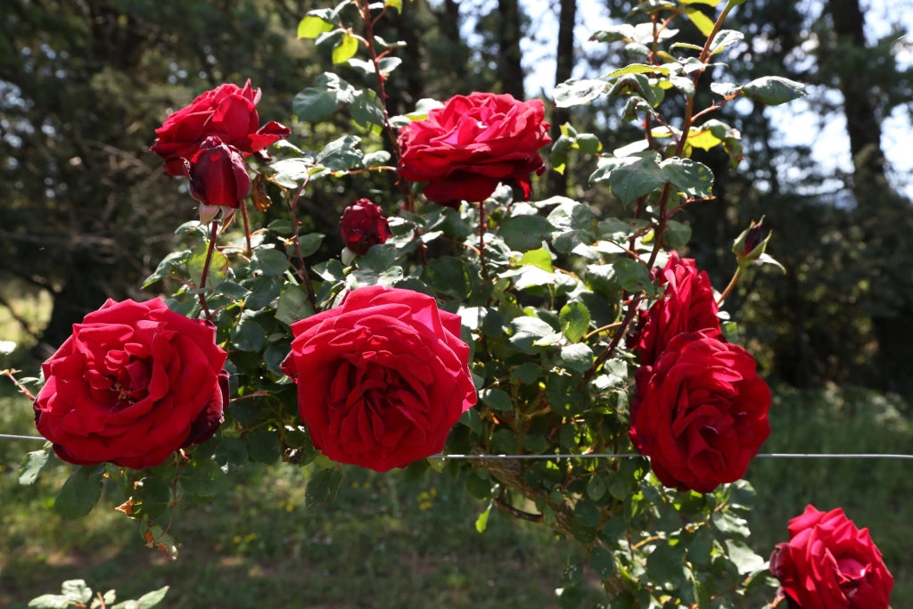 Rosa ‘Edith Piaf’ – Rosa rosso scuro profumata a fiore grande