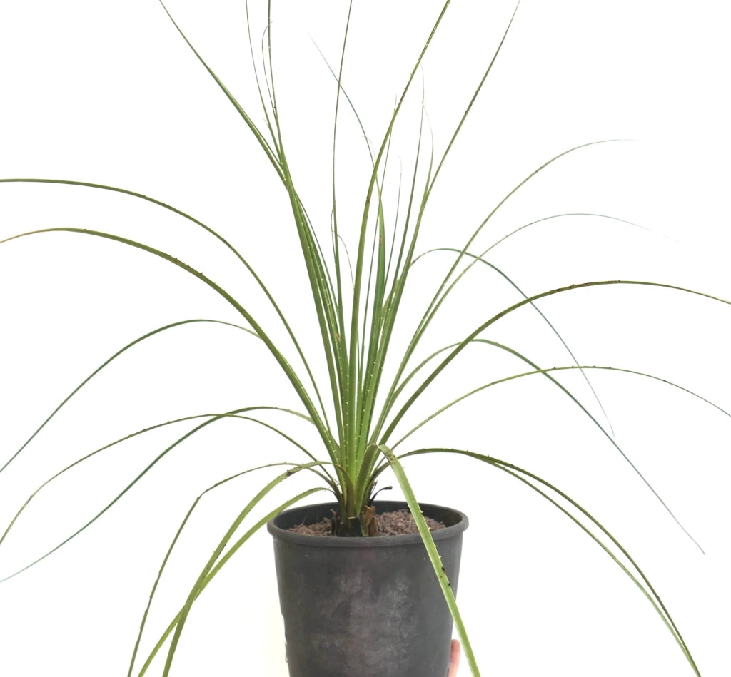 Dasylirion texanum – Pianta ornamentale rustica per giardini mediterranei