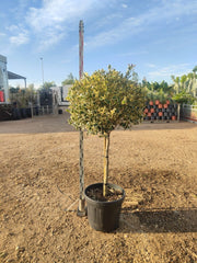 AGRIFOGLIO VARIEGATO ILEX AQUIFOLIUM ARGENTEOMARGINATA ALBERELLO VASO 40